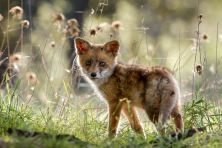 12- Benjamin MUNOZ - Munoz Benjamin-Renard Roux-(Vulpes vulpes)-1