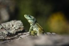 2- Benjamin MUNOZ - Lezard ocelé (2)