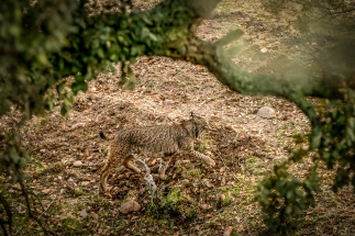 5- Benjamin MUNOZ - IMG_0338_Lynx