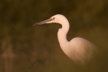 7- Benjamin MUNOZ - Benjamin MUNOZ_IMG_4401-Aigrette_Garzette-Egretta_garzetta