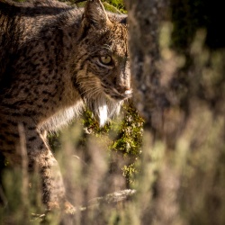 Sur les traces du Lynx Pardelle du 09 au 16 Décembre 2023