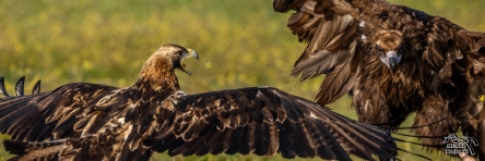 Aigle