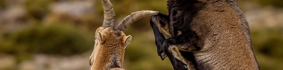 Acompte de réservation pour le stage « Bouquetin/Aigle Iberique/Grue Cendrée »