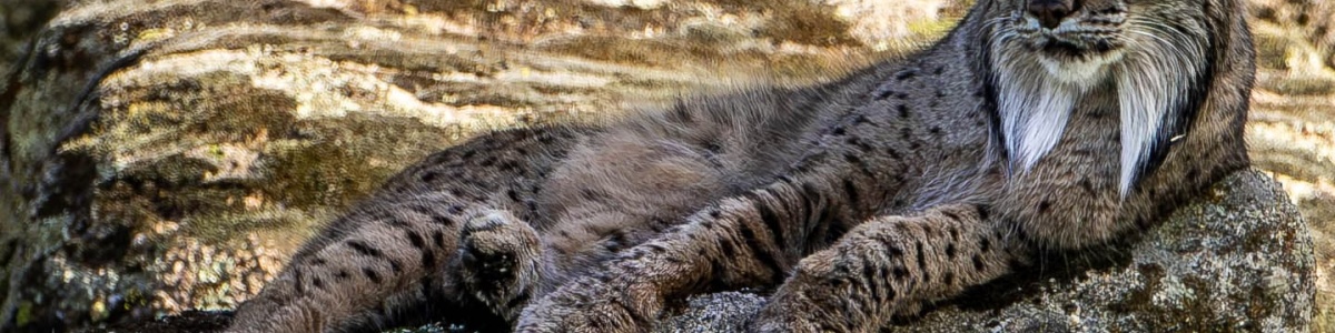 Acompte de réservation pour le stage « Sur les traces du Lynx Pardelle »