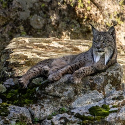 Acompte de réservation pour le stage "Sur les traces du Lynx Pardelle"