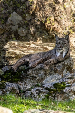 Acompte de réservation pour le stage "Sur les traces du Lynx Pardelle"