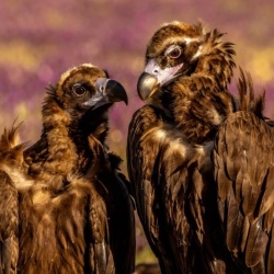 Acompte de réservation pour le stage "L'Extremadue Sauvage"