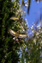 37-259A1226-Avec accentuation-Bruit