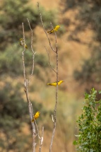 59-259A4217-Avec accentuation-Bruit