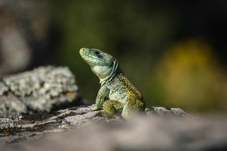 8-Lezard ocelé (2)