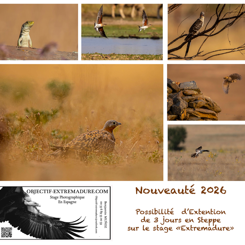 Triptique Steppe Triptique Steppe